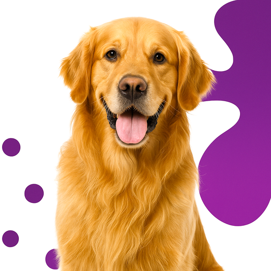 Golden Retrievers: Scotland’s Gentle Gift to the World